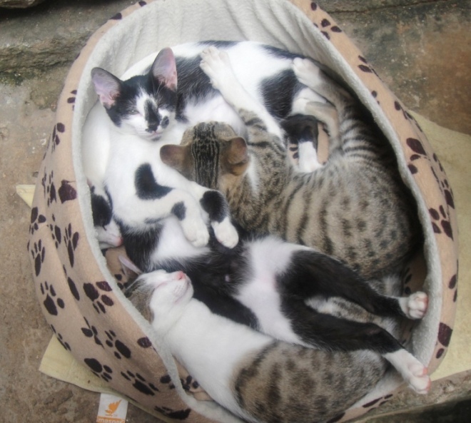 Kittens & the zen of chilling